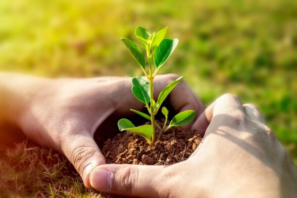 plant, planting, life, nature, natural, growth, grow, crop, farmer, leaves, hands, planting, farmer, farmer, farmer, farmer, farmer